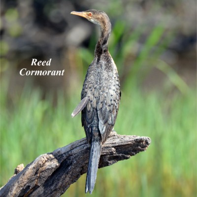 Reed Cormorant